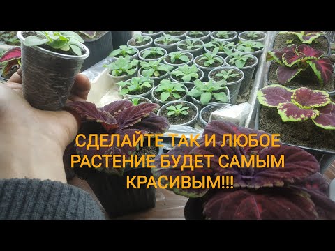 Видео: ПОСМОТРИТЕ И ВЫ ВЫРАСТИТЕ САМУЮ КРАСИВУЮ АМП.ПЕТУНИЮ!!! ВСЁ ПОДРОБНО О ПОДКОРМКАХ!!!