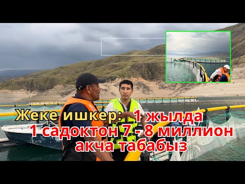 Видео: Жеке ишкер: 1 жылда 1 капастан  7-8 миллион акча табабыз