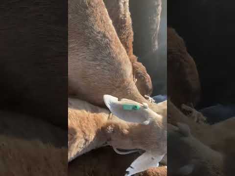 Видео: Озгон кой базарына жакшы койлор коп чыкты акчалары деле арзан энчи бап койлор болду.9.11.2025