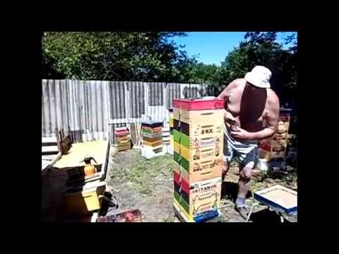 Видео: Формируем отводки в альпийских ульях Н108