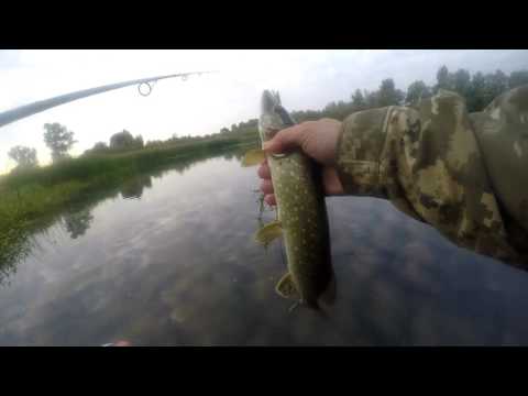 Видео: Твичинг на мелководье крупными воблерами. Ловля щуки в жабовниках