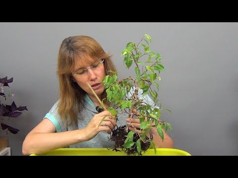 Видео: Бонсай из фикуса Бенджамина (ч.6).