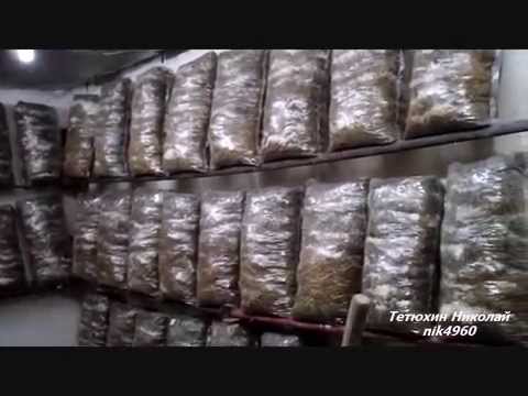 Видео: Вешенка на сене