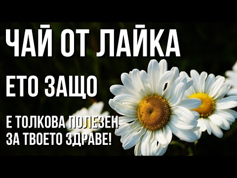 Видео: Най-древната билка за здраве: Лайката и нейните ТАЙНИ! Не я пренебрегвайте – тя крие ЧУДЕСА!