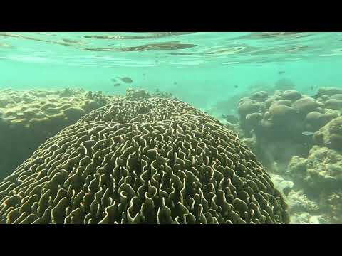 Видео: Морские обитатели Мальдив острова Тинаду. Релакс.
