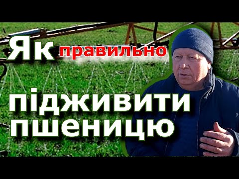 Видео: Підживлення азотом пшениці навесні.