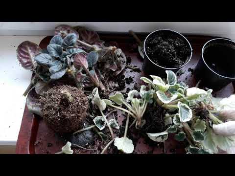 Видео: Самое быстрое размножение  фиалок! Наросло куча деток.