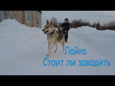 Видео: Лайка Западно сибирская