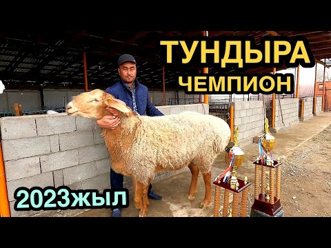 Видео: РОМАН ГИССАР-АРАШАН ҚОЙ ШАРУАШЫЛЫҒЫ +77784526585