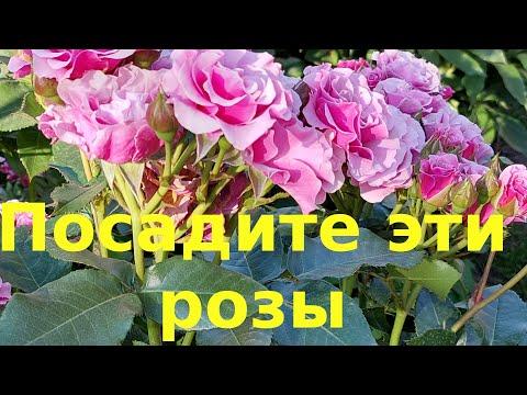 Видео: Посадите эти розы.