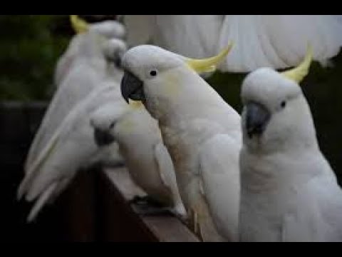 Видео: 🦜 НЕЖНО ИЗ КЛЮВА В КЛЮВ!