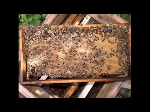 Видео: ошибки пчеловода в июле, и сильное ослабление семей пчел или гибель пчел осенью - часть 2