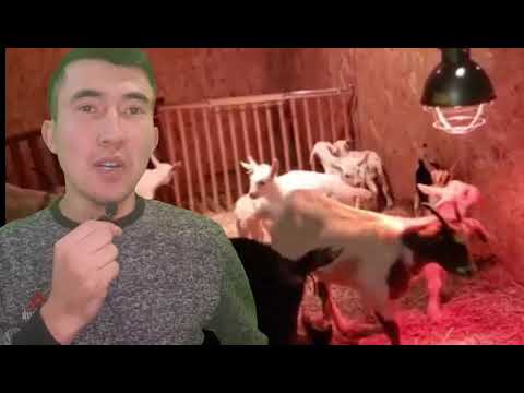 Видео: Қырқылмаған лақ еті, ешкі еті өтімді ме?