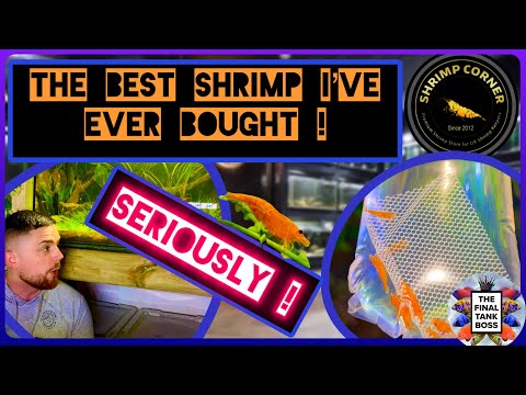 Видео: Я заказал креветки для аквариума онлайн… Вот что пришло из Shrimp Corner!