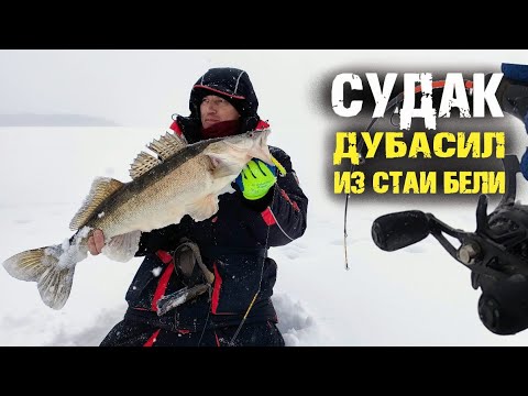 Видео: Судаки дубасили из стаи бели. Мой рекорд, огромный судак!