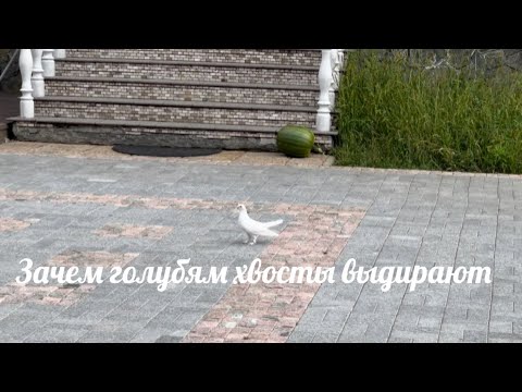 Видео: Зачем голубям хвосты выдирают?