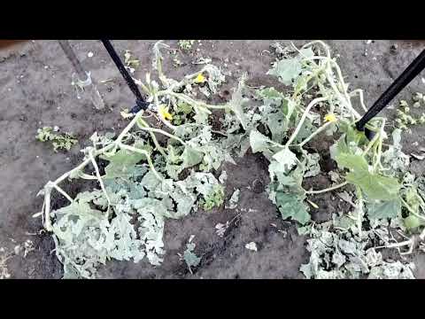 Видео: Перед стихией мы безсильны.Град побил ВСЁ.#огород#дача#град#огурцы#теплица