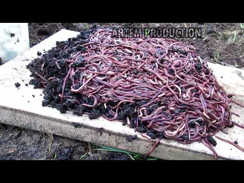 Видео: ✅Целое ВЕДРО ЧЕРВЕЙ!! такого вы еще не ВИДЕЛИ!!🌎