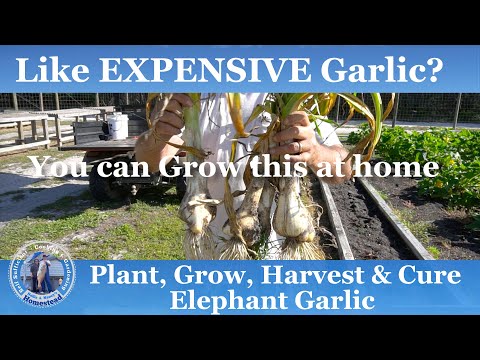 Видео: Как посадить, вырастить, собрать и вылечить слоновий чеснок | Дорогой чеснок