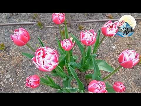 Видео: МАСТ МАН МАТЛАБШОХ.МАВЛОНОВ (ш.   А.Шайдо)