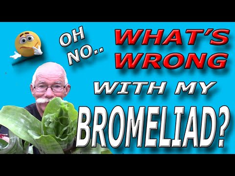 Видео: Что не так с этой бромелиевой?