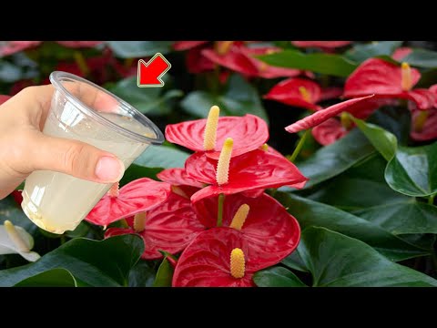 Видео: Налейте 1 стакан! Я был удивлен, антуриум взорвался тысячами корней и цветов!