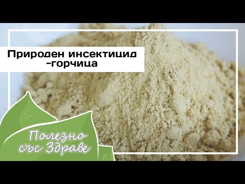 Видео: НАТУРАЛЬНЫЙ ИНСЕКТИЦИД - горчица (горчичная мука)