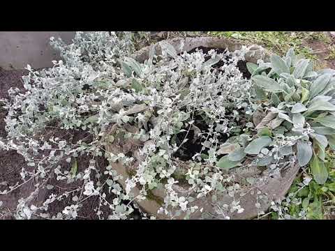Видео: ГЕЛИХРИСУМ (HELICHRYSUM), ТРИ СПОСОБА ЗИМОВКИ. ЭКСПЕРИМЕНТ.