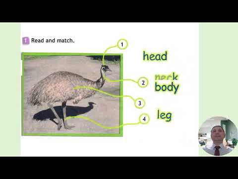 Видео: Урок 34 (урок 10b "Fun at school!"  по модулю 5 "Furry friends!" учебника Spotlight 3 класс)