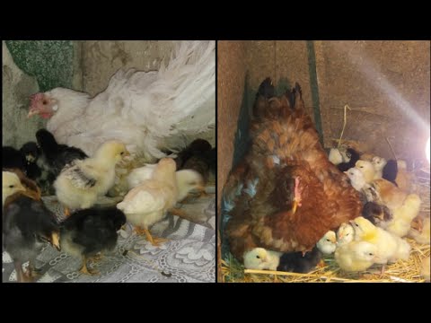 Видео: Две квочки ( наседки ) и 115 цыплят / hen and 115 chickens