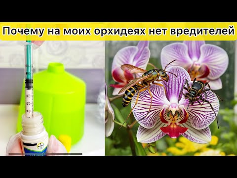 Видео: Как я спасаю орхидеи от вредителей!