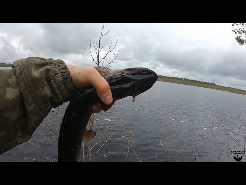 Видео: ЛОВЛЮ ЩУК НА ЧЕРВЯ. УДОЧКА В ДУГУ. ОТЛИЧНАЯ РЫБАЛКА. ЗА ПЛОТВОЙ С МУЖИКАМИ.