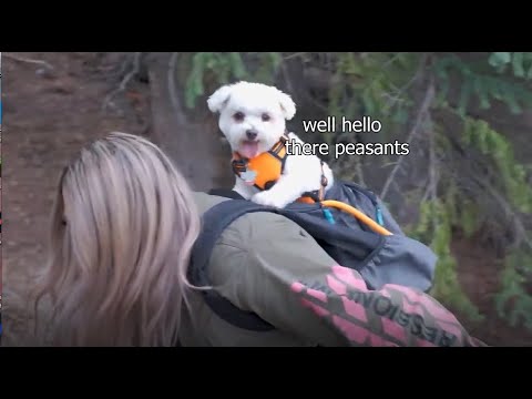 Видео: моменты из видеоблога Krew, которые не дают мне спать по ночам