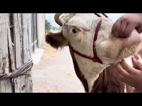Видео: Моли дехкон Сментали оригинал бо нархи арзон дустон дер намонен +992928833788