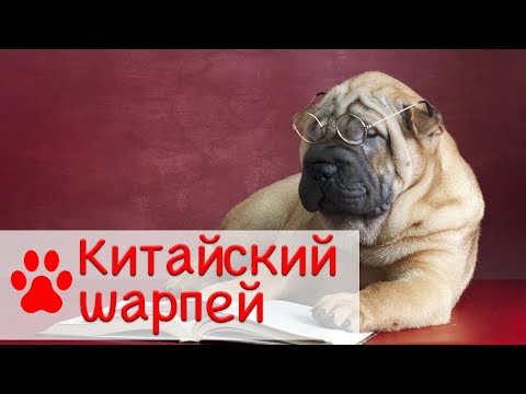 Видео: Китайский шарпей | Характер, уход и воспитание