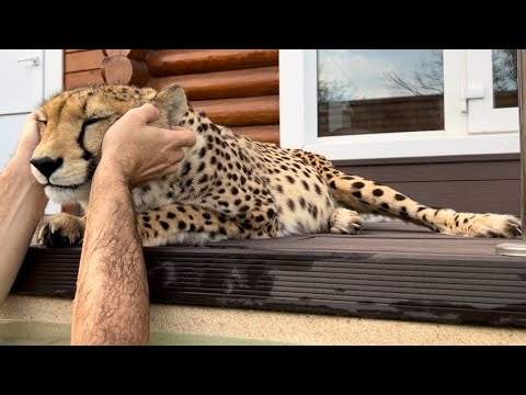 Видео: Котяка-улыбака! Улыбка расслабленного гепарда! Герда и тотальный  relax у горячего бассейна