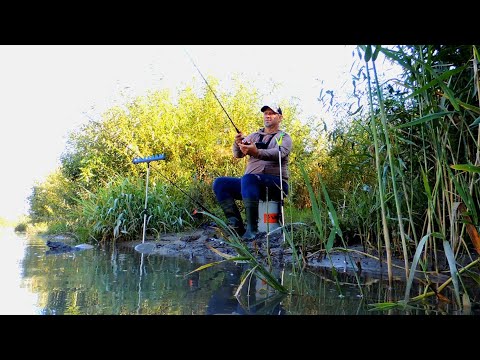 Видео: Пікер Вигинає Щохвилини. Рибалка НА ПРУТІ
