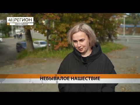 Видео: НА КАМЧАТКЕ УЧАСТИЛИСЬ СЛУЧАИ ВЫХОДА МЕДВЕДЕЙ В НАСЕЛЕННЫЕ ПУНКТЫ • НОВОСТИ КАМЧАТКИ