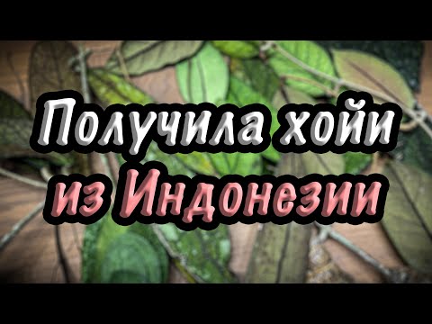 Видео: Получила хойи из Индонезии