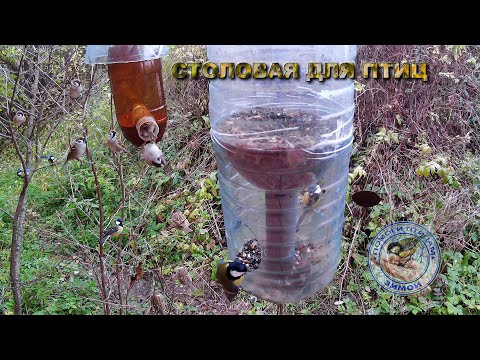 Видео: Кормушка с семечками 23 октября 2025 года (06)