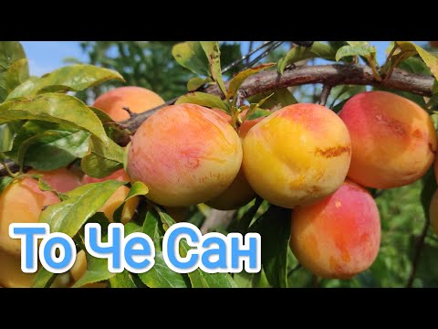 Видео: Диплоидная слива То Че Сан/TC Sun®