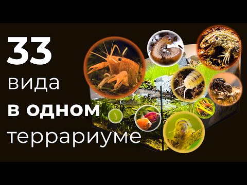 Видео: ОГРОМНЫЙ ТЕРРАРИУМ  ПОЛГОДА СПУСТЯ, КУЧА НОВЫХ ОБИТАТЕЛЕЙ!
