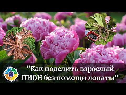 Видео: КАК ДЕЛИТЬ ПИОНЫ: как делить взрослые пионы осенью без помощи лопаты?