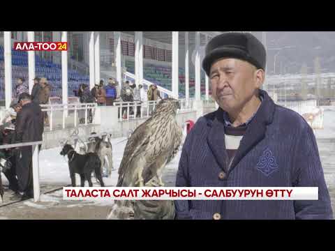 Видео: Таласта салт жарчысы - салбуурун өттү