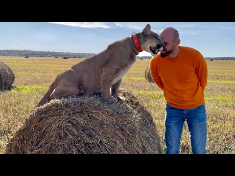 Видео: Пума Месси на красивой прогулке! Месси сильно отвык от выездов из дома