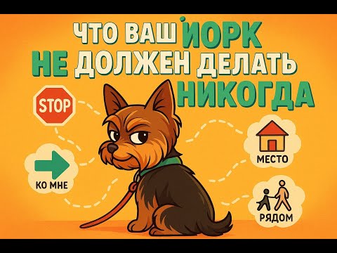 Видео: Дрессировка йорка: команды, которые спасут ему жизнь. #ДрессировкаСобаки  #КомандыДляСобаки #Йор