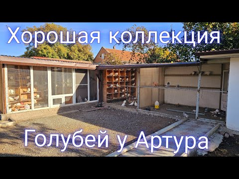 Видео: Хорошая коллекция голубей (гон)