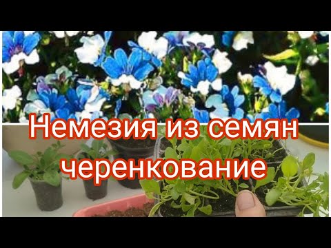 Видео: НЕМЕЗИЯ ИЗ СЕМЯН , ЧЕРЕНКОВАНИЕ. ЧТО С МОИМИ ТОМАТАМИ ? НУЖЕН ВАШ СОВЕТ.