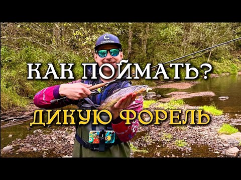 Видео: ДИКАЯ ФОРЕЛЬ! Ловим хариуса и форель на реках Тверской области ! Как ловить форель на маготов?