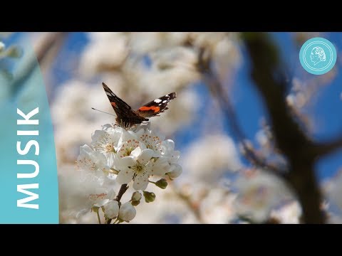 Видео: Четыре элемента природы - музыка для медитации и фотографии природы - друзей Бруно Грёнинга